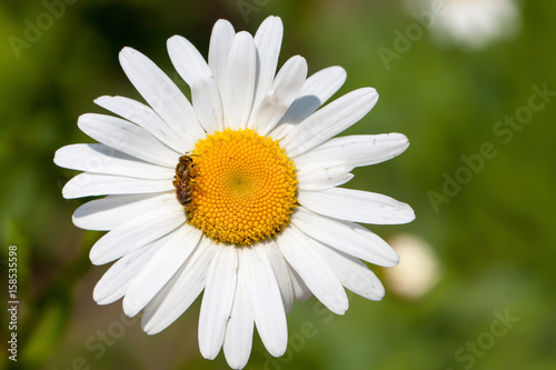 Blooming Chamomile in the field. Top view