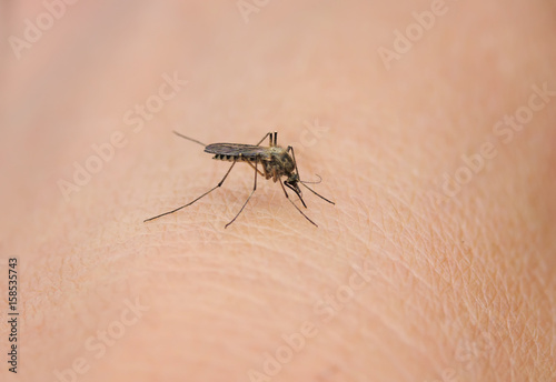pesky little insect mosquito sits on the skin and drink blood