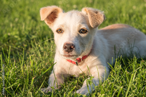 Cute crossbreed beige dog puppy with red collar lying on the grass in the sun
