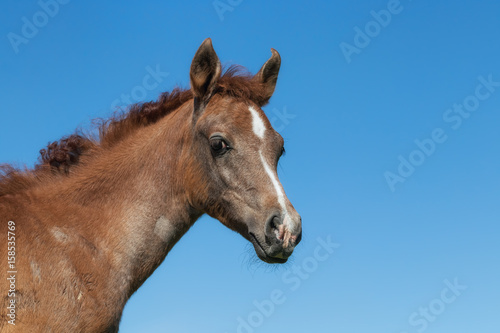 Portrait of an Arabian foal