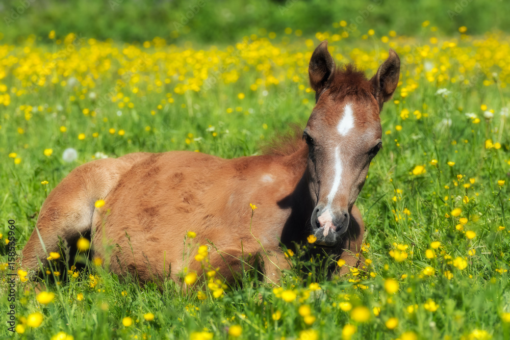 Fototapeta premium Arabian foal relaxing amongst buttercups