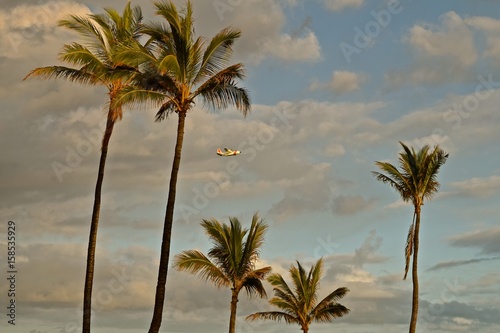 Island Beauty 4 / Picture perfect vacation location. Palm trees, ocean, puffy clouds and a peaceful breeze. © mariloutrias