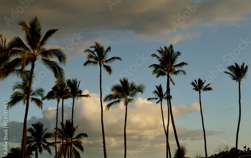 Island Beauty 7 / Picture perfect vacation location. Palm trees, ocean, puffy clouds and a peaceful breeze.