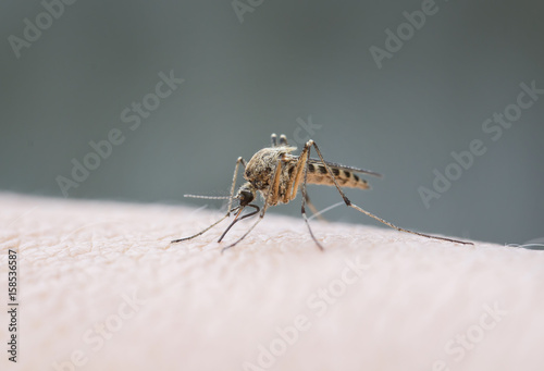 pesky  insect mosquito sits on the skin and drink blood