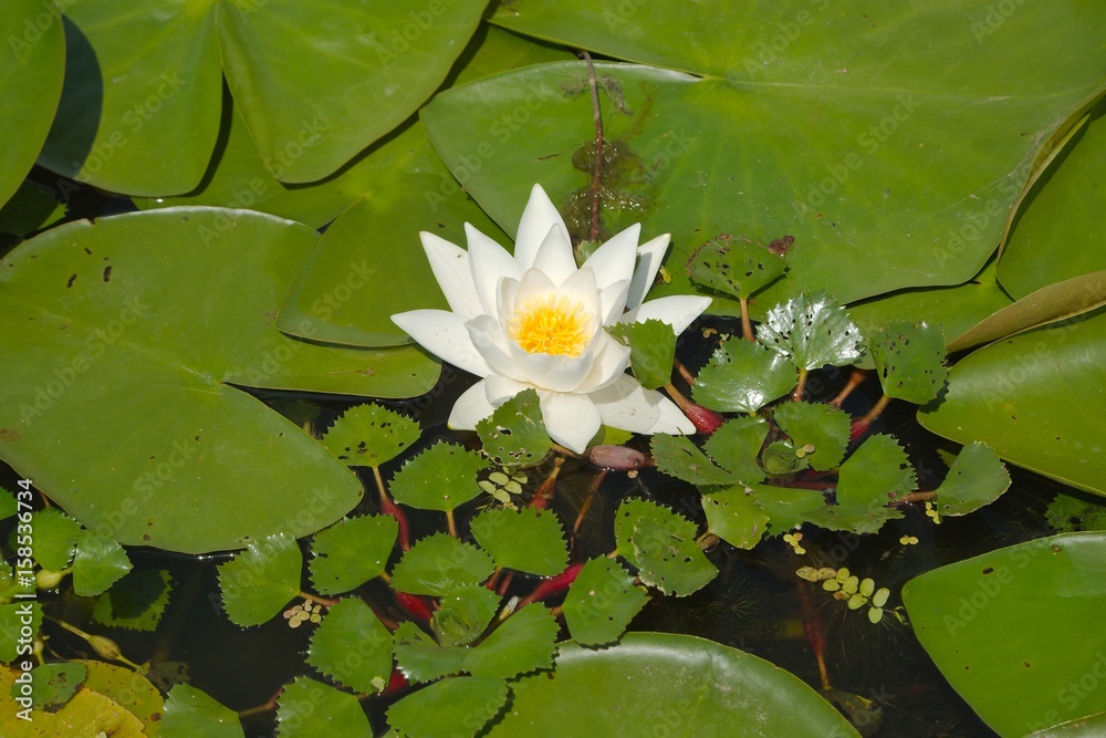 White Water Lily White Water Lily