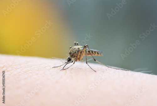 pesky little mosquito on the hand, piercing the skin and drinking the blood