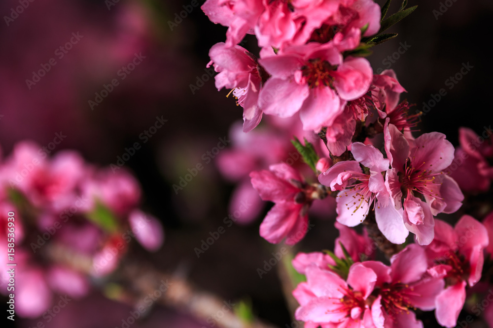 Peach Tree Blossoming Branch