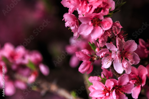 Peach Tree Blossoming Branch © Charte Photography