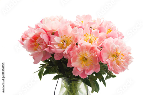 Blooming Fresh dark pink peony flowers in vase close up isolated on white background
