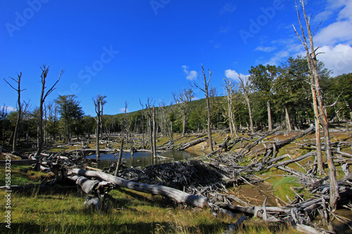 Beaver dam, Tierra Del Fuego, Patagonia Chile