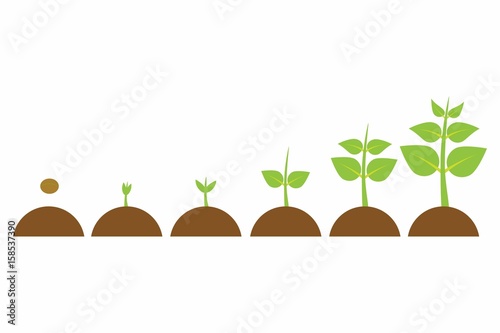 evolution young plant