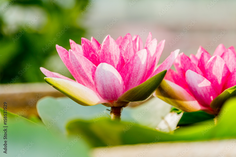 Fototapeta premium beautiful pink waterlily or lotus flower in pond
