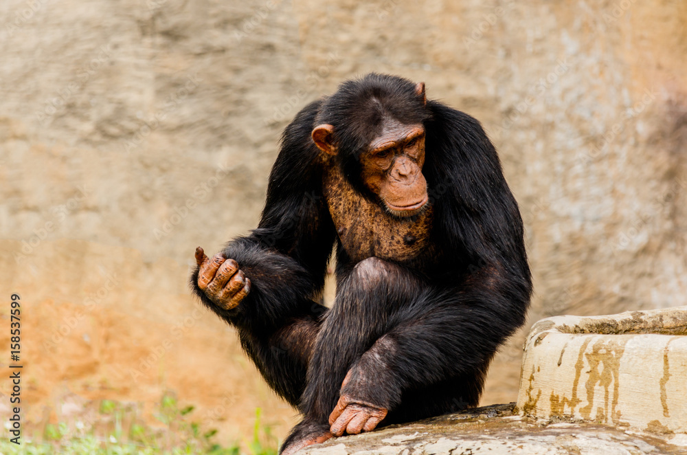 The portrait of black chimpanzee The portrait of black chimpanzee