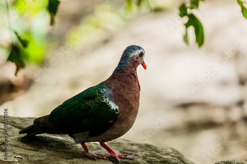  Beautiful pigeon close up in nature background.