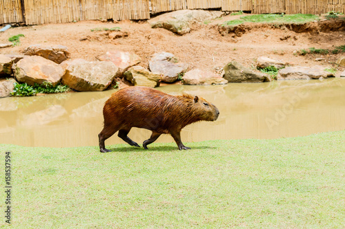  Capybara (hydrochoerus hydrochaeris) in the zoo