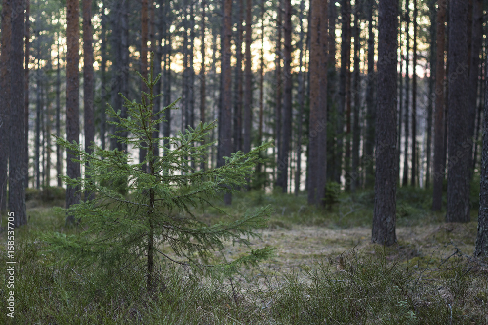 Fototapeta premium young tree growing up