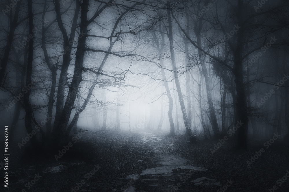 Obraz premium ścieżka w ciemnym i przerażającym lesie