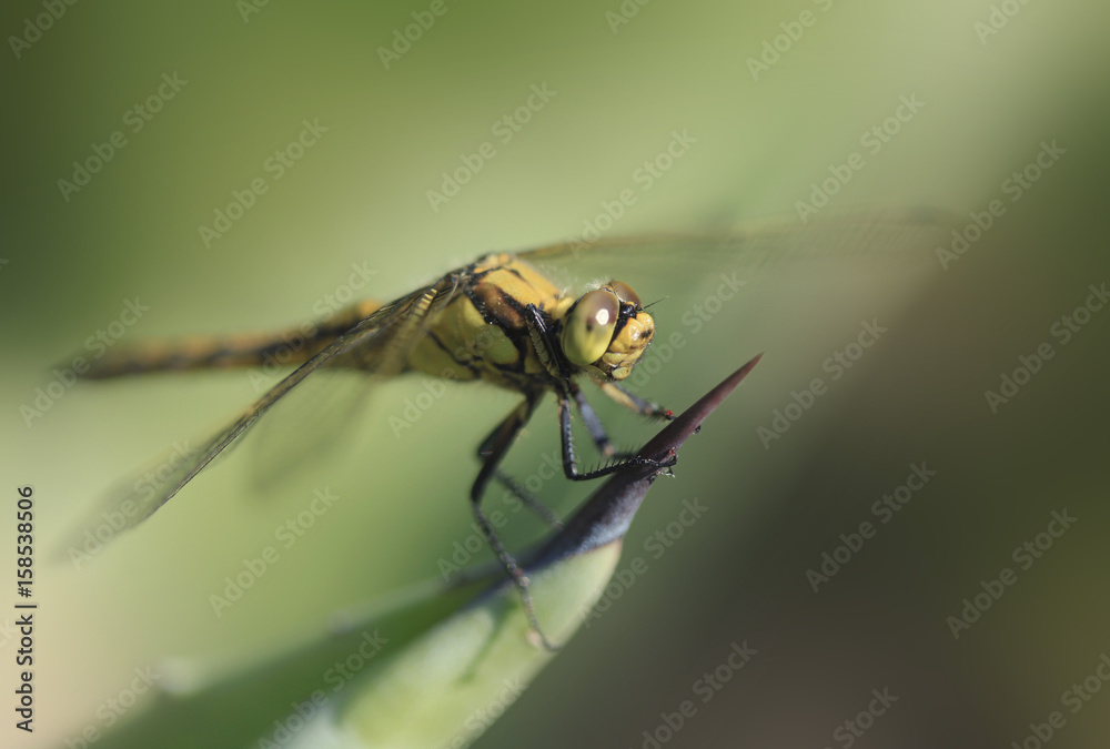 Naklejka premium cute dragonfly