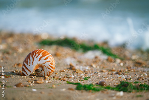 Great British summer pebble beach with nautilus pompilius sea shell