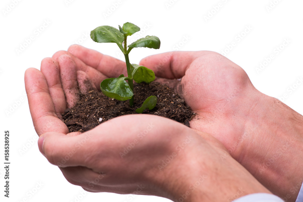 Businessman holding green sprouts isolated on white Businessman holding green sprouts isolated on white