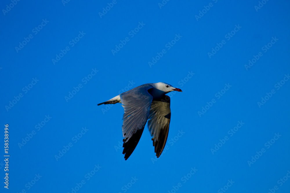 Obraz premium Pajaro