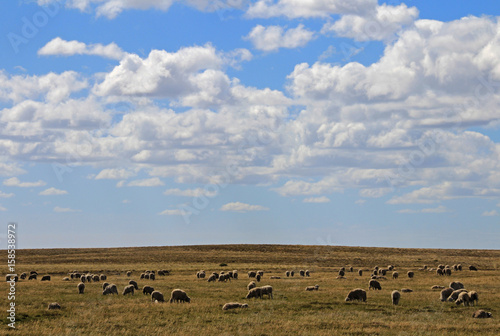 Herd of sheep near Porvenir, Tierra Del Fuego, Patagonia, Chile © reisegraf