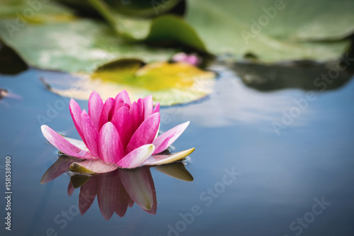 Pink Water Lily Flower of the Nymphaea Genus Reflecting on the Still Surface of a Pond