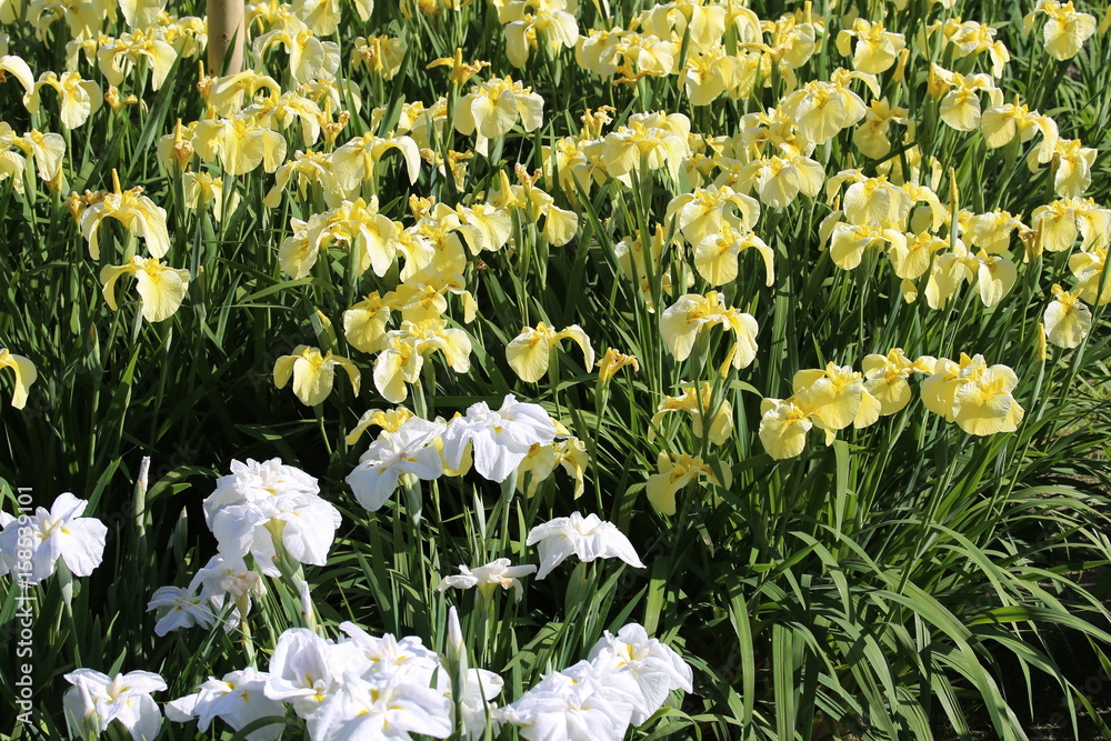 Fototapeta premium 馬見丘陵公園の花しょうぶ園