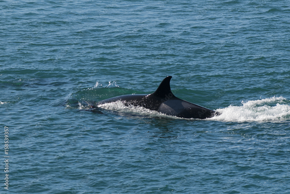 Fototapeta premium Killer Whale, Orca, hunting a sea lion pup, Peninsula Valdez, Patagonia Argentina