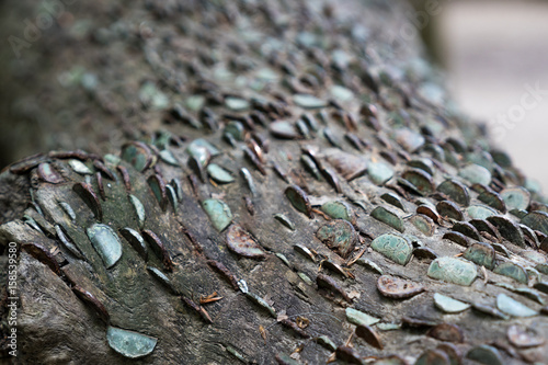 free money tree as mentioned by Theresa May - tree trunks with coins in Somerset photo