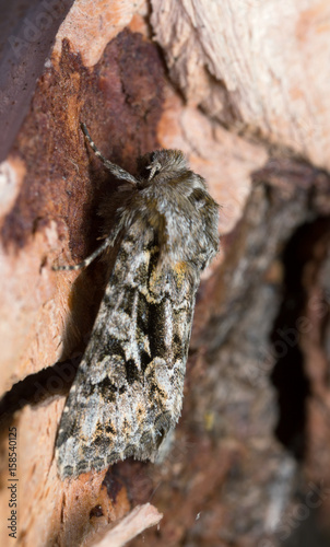 The shears, Hada plebeja resting on bark photo