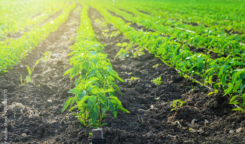 Peppers in a field 