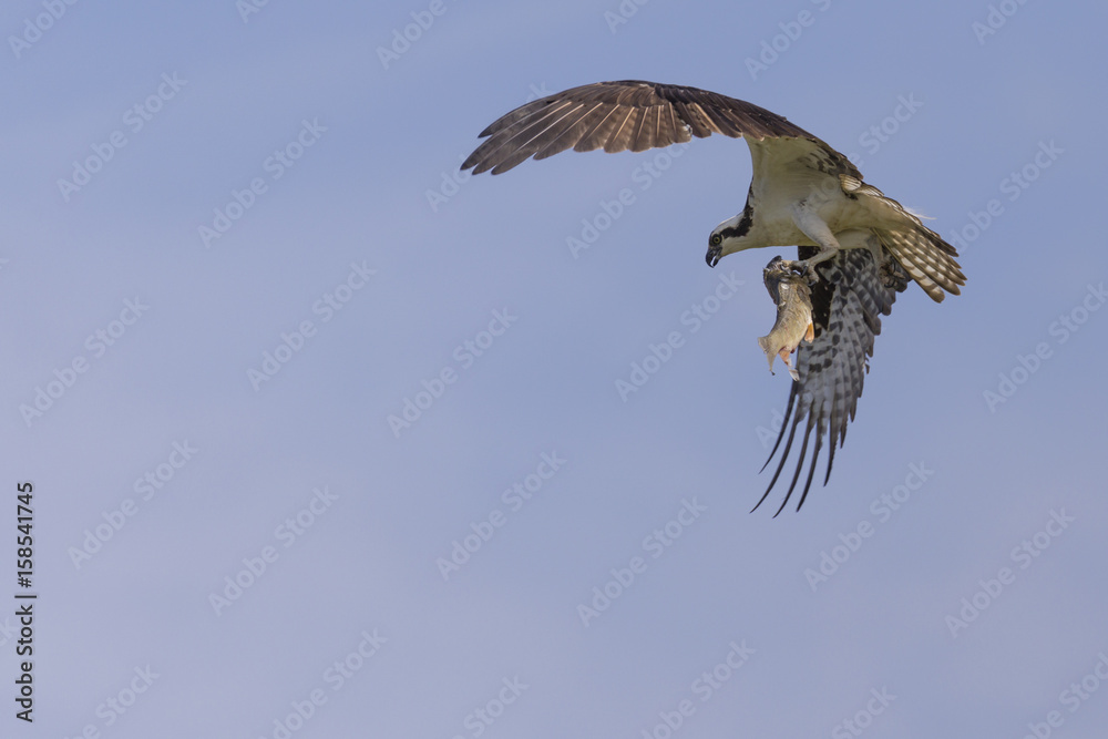 Obraz premium Osprey & Prey