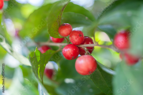 The ripen fruits of Flacourtia inermis tree specie . Malayan Cherry or Flacourtia rukam photo