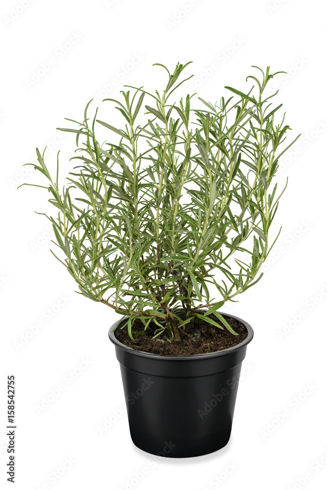 Rosmarin Pflanze im Blumentopf