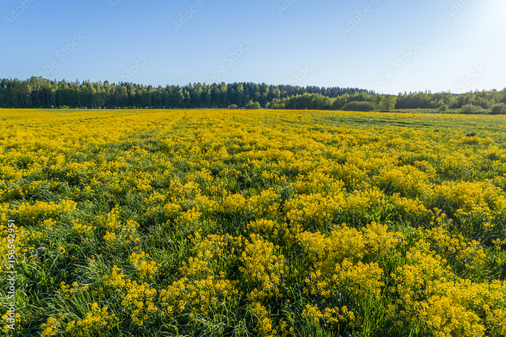 Green field with yellow mustard flowers