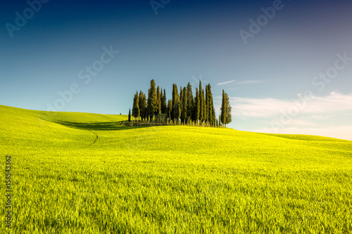 Group of cypress trees in Tuscany, Italy
