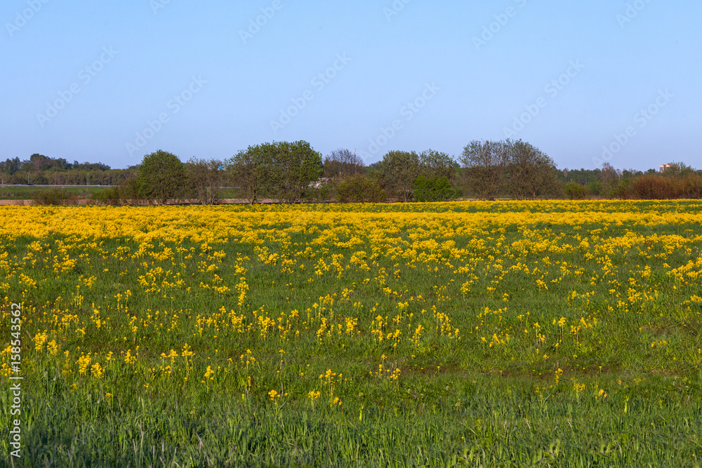 Fototapeta premium Green field with yellow mustard flowers