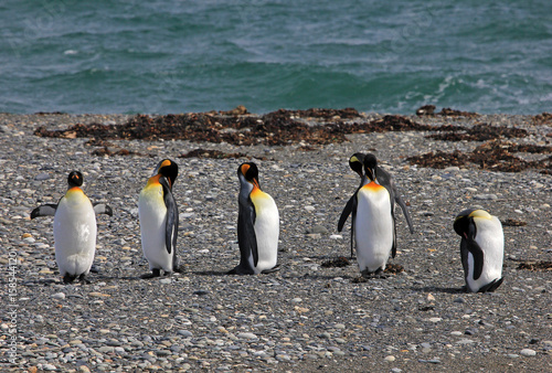 King penguins living wild at Parque Pinguino Rey  Tierra Del Fuego  Patagonia  Chile