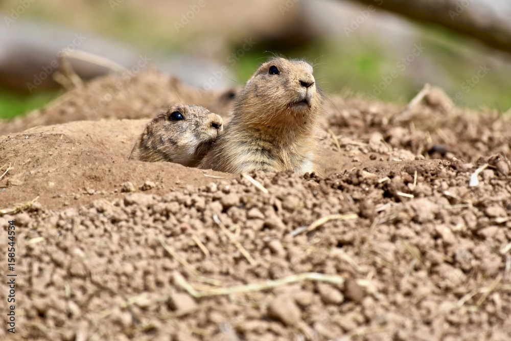 Black-tailed Prairie Dog ( Cynomys ludovicianus) Black-tailed Prairie Dog ( Cynomys ludovicianus)