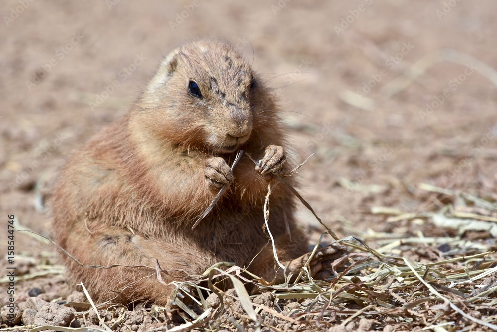 Black-tailed Prairie Dog ( Cynomys ludovicianus) Black-tailed Prairie Dog ( Cynomys ludovicianus)