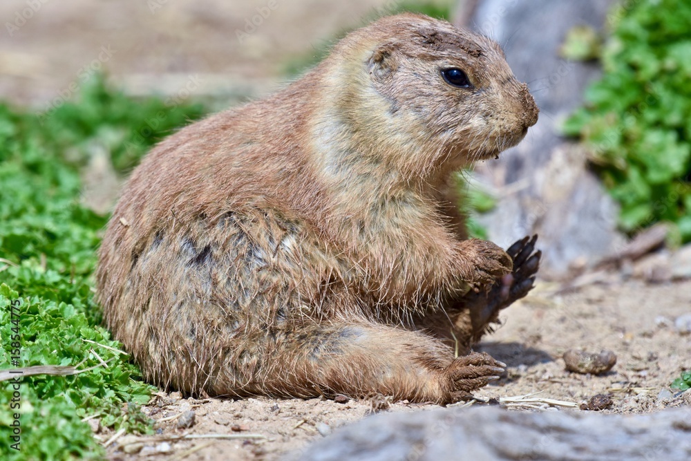Black-tailed Prairie Dog ( Cynomys ludovicianus) Black-tailed Prairie Dog ( Cynomys ludovicianus)