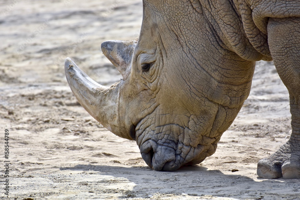 Obraz premium Southern White Rhino (Ceratotherium simum simum)