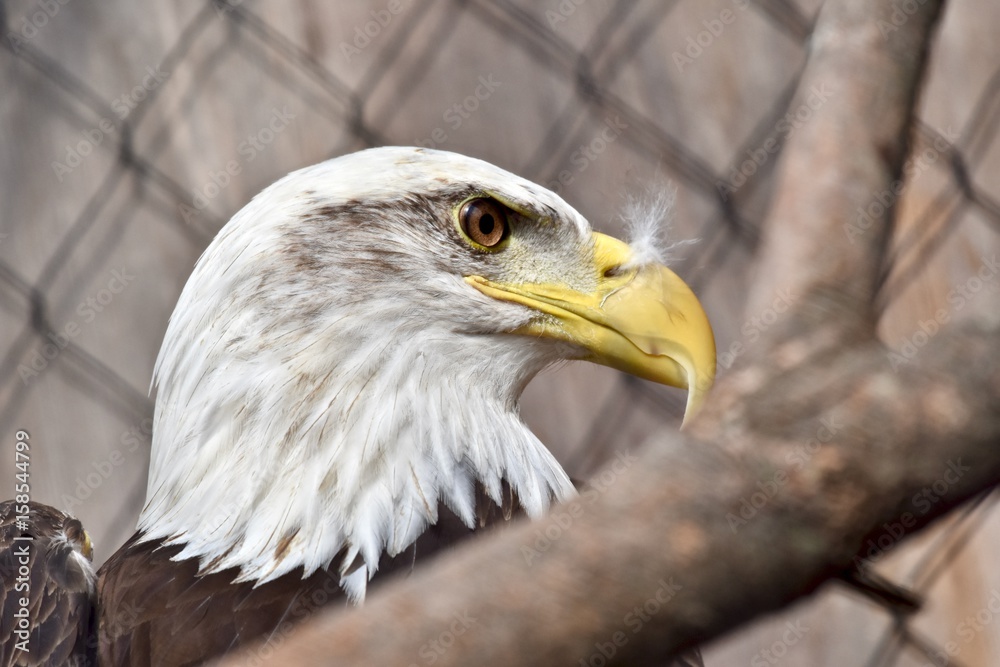 Obraz premium Bald Eagle (Haliaeetus leucocephalus) in captivity