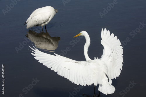 Great egret landing in water near a wood stork, Florida.