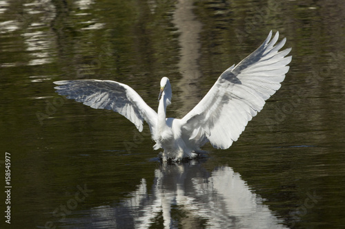 Great egret landing in water with wings outspread in Florida.