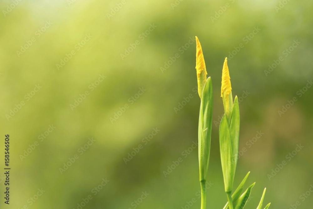 Fototapeta premium Iris pseudacorus