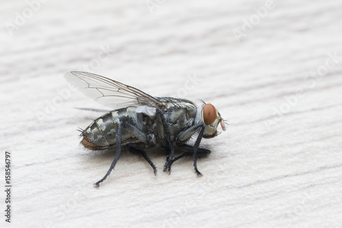 The Housefly on nature background in Thailand and Southeast Asia.