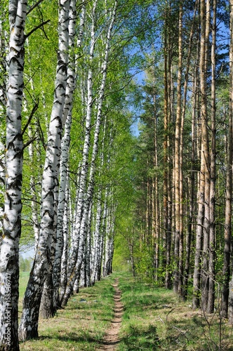 Fototapeta Naklejka Na Ścianę i Meble -  A narrow forest trail