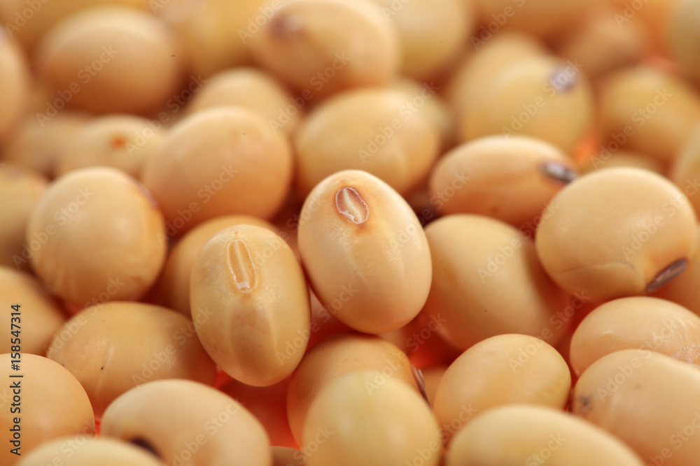 soybean soybean